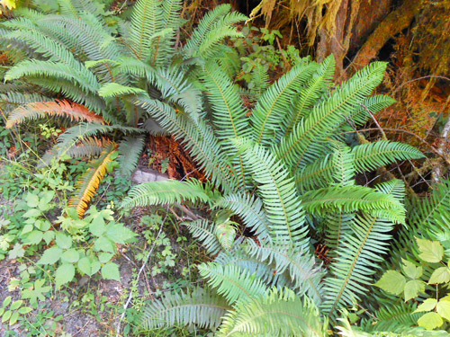 sword fern understory, Upper Lyre River, Clallam County, Washington