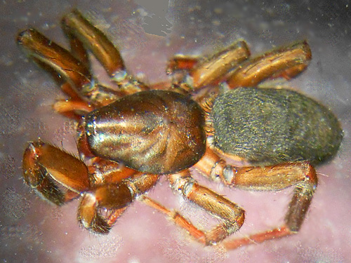 Zelotes fratris under rock, Upper Lyre River, Clallam County, Washington