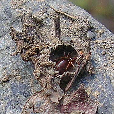 spider Zodarion rubidum in clay-pebble house, Upper Lyre River, Clallam County, Washington