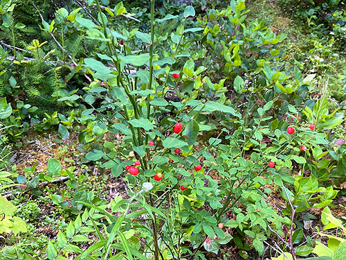 huckleberries on Vaccinium parvifolium, upper Lyre River, Clallam County, Washington