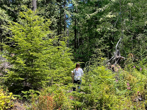 Kathy Whaley beating conifer foliage, Upper Lyre River, Clallam County, Washington