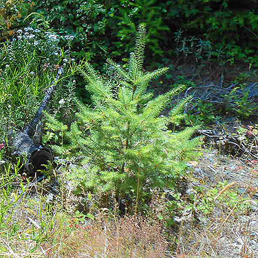 Very young Douglas-fir, Upper Lyre River, Clallam County, Washington