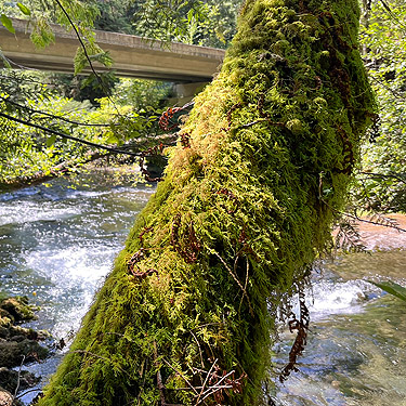 mossy riverbank tree, Upper Lyre River, Clallam County, Washington