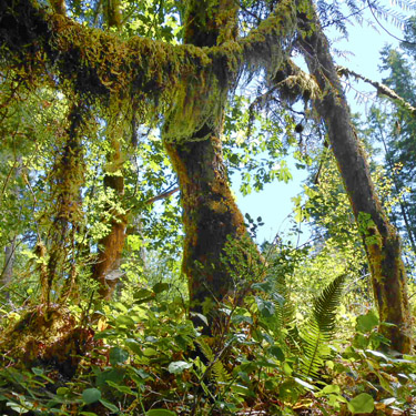tree moss at top of gorge, Upper Lyre River, Clallam County, Washington
