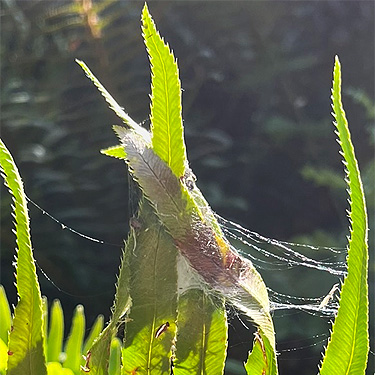 riverbank retreat of jumping spider Eris militaris, upper Lyre River, Clallam County, Washington