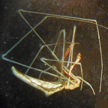 male Rhomphaea fictilium spider from Upper Lyre River, Clallam County, Washington