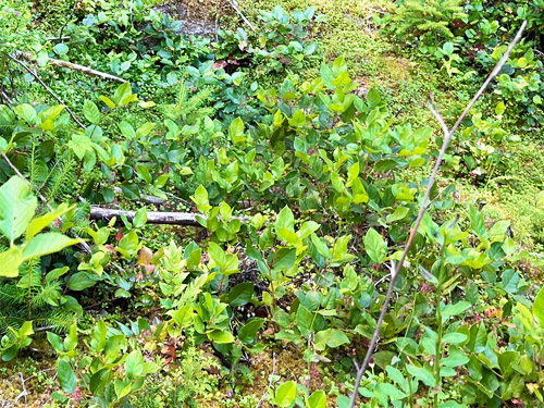 salal foliage, Upper Lyre River, Clallam County, Washington