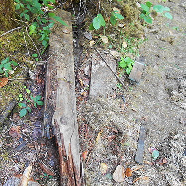 wood scraps on overgrown road, upper Lyre River, Clallam County, Washington