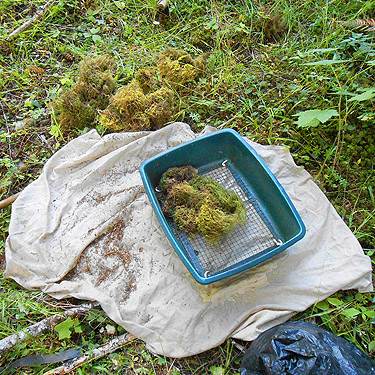 moss-sifting, Upper Lyre River, Clallam County, Washington