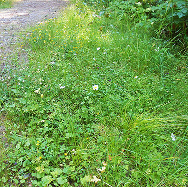 roadside verge habitat, Upper Lyre River, Clallam County, Washington
