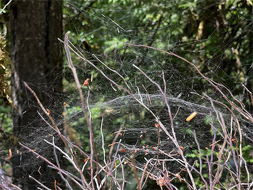 web of spider Neriene litigiosa from Upper Lyre River, Clallam County, Washington
