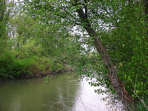Silver Creek (Nooksack backwater), Marietta Veterans Park, Marietta, Whatcom County, Washington