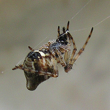 Cyclosa conica female orbweaver spider, Nooksack Dike Top Trail (south end), Whatcom County, Washington