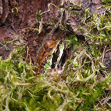 chorus frog Pseudacris regilla, Marietta Veterans Park, Marietta, Whatcom County, Washington