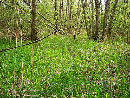 grass understory in swampy forest, Nooksack Dike Top Trail (south end), Whatcom County, Washington