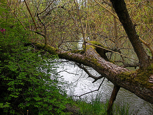 moss on riverbank tree, Marietta Veterans Park, Marietta, Whatcom County, Washington
