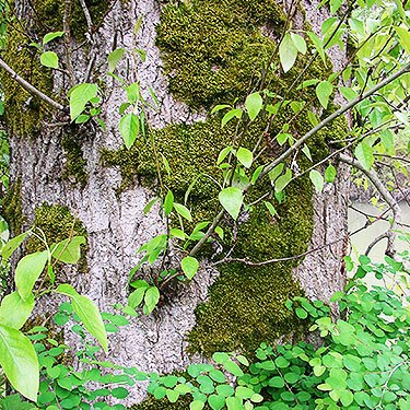 moss on riverbank tree, Marietta Veterans Park, Marietta, Whatcom County, Washington