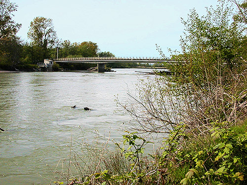 Nooksack River from south of Marine Drive Bridge, Whatcom County, Washington