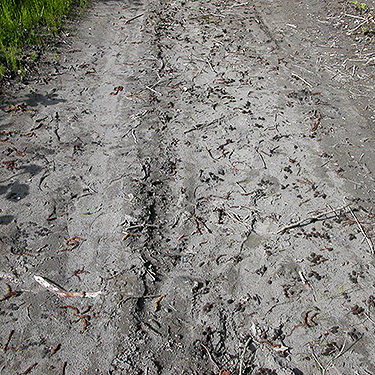 sandy surface of dirt road south of Nooksack Dike Top South Trailhead, Whatcom County, Washington