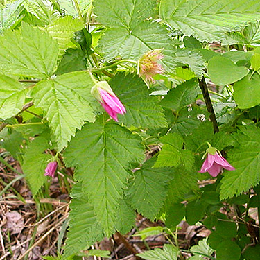 salmonberry bloom, Rubus spectabilis, Marietta Veterans Park, Marietta, Whatcom County, Washington