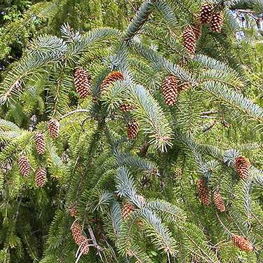 Sitka spruce with cones, Nooksack Dike Top Trail (south end), Whatcom County, Washington