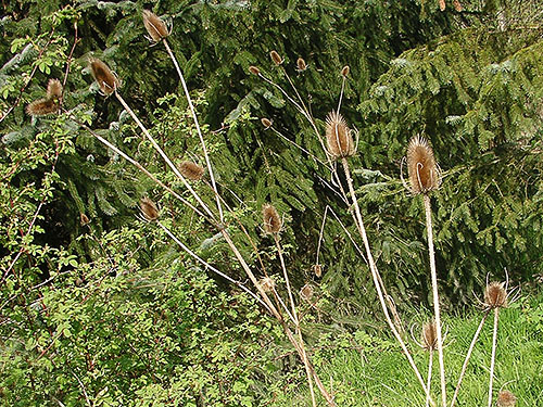 thistle seed heads, Nooksack Dike top South Trailhead, Whatcom County, Washington