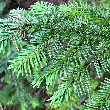 Abies amabilis Pacific silver fir foliage, near Marten Lake Creek, Mt. Baker, Whatcom County, Washington