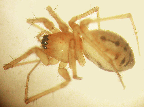 female spider  Bathyphantes brevipes 