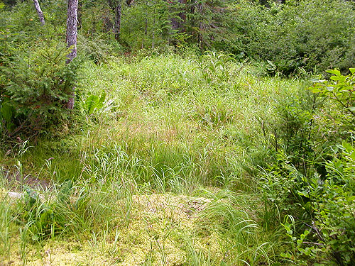 Sphagnum bog, near Marten Lake Creek, Whatcom County, Washington