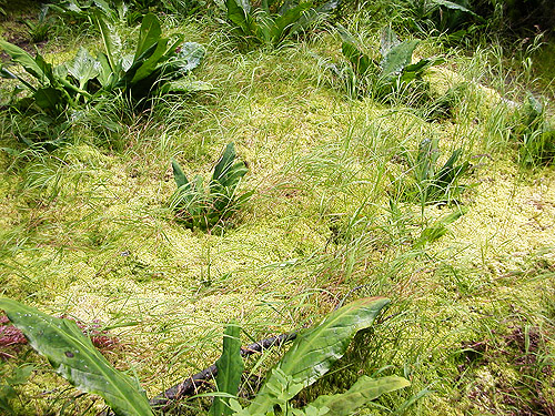 surface of Sphagnum bog, near Marten Lake Creek, Whatcom County, Washington