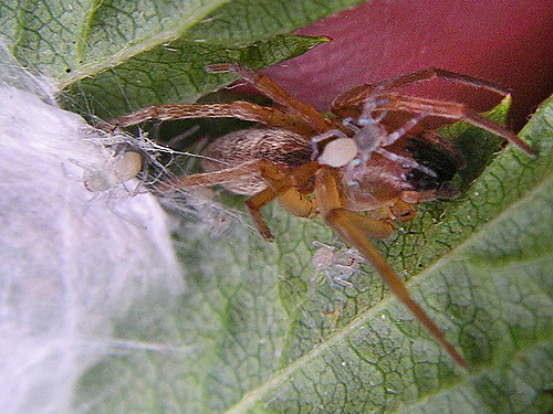 Clubiona pacifica mother and young from leaf nest on shrub, near Marten Lake Creek, Whatcom County, Washington