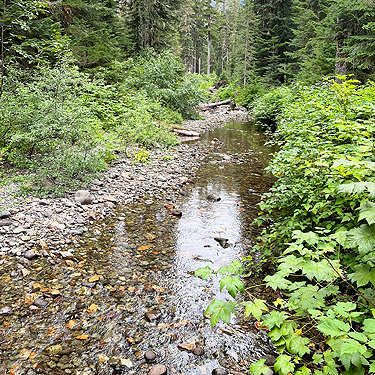 The creek itself, near Marten Lake Creek, Whatcom County, Washington