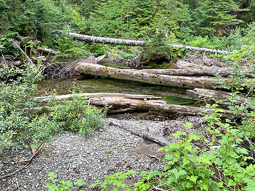 end of trail at the creek, near Marten Lake Creek, Whatcom County, Washington