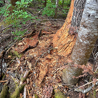 dead wood habitat, near Marten Lake Creek, Whatcom County, Washington