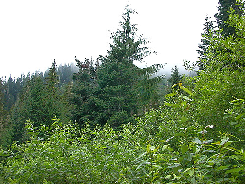 low cloud deck, near Marten Lake Creek, Whatcom County, Washington