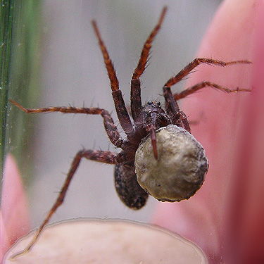 female wolf spider Pardosa dorsuncata with egg sac, near Marten Lake Creek, Mt. Baker, Whatcom County, Washington