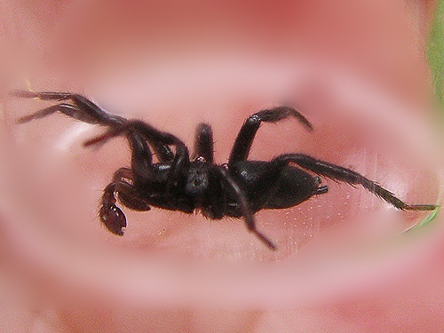 gnaphosid spider Zelotes fratris from roadside rock, near Marten Lake Creek, Whatcom County, Washington