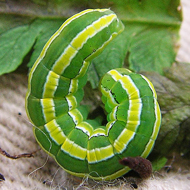 gaudy green/yellow sawfly larva, near Marten Lake Creek, Mt. Baker, Whatcom County, Washington