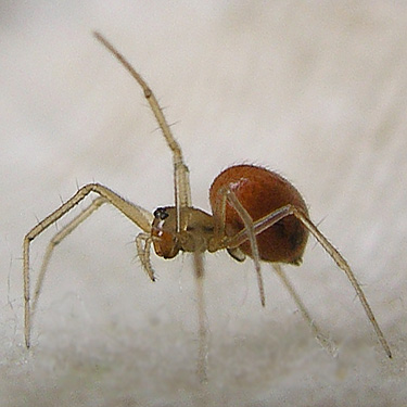 penultimate female Helophora spider from meadow, near Marten Lake Creek, Whatcom County, Washington