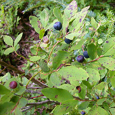 blue huckleberries, near Marten Lake Creek, Whatcom County, Washington