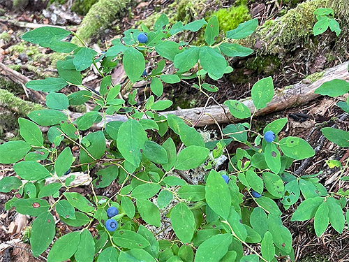 blue huckleberries, near Marten Lake Creek, Whatcom County, Washington