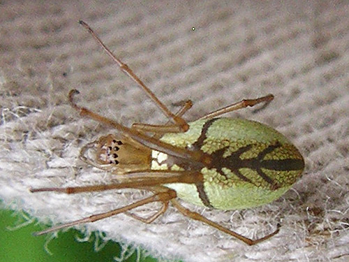 female Tetragnatha laboriosa, near Marten Lake Creek, Whatcom County, Washington