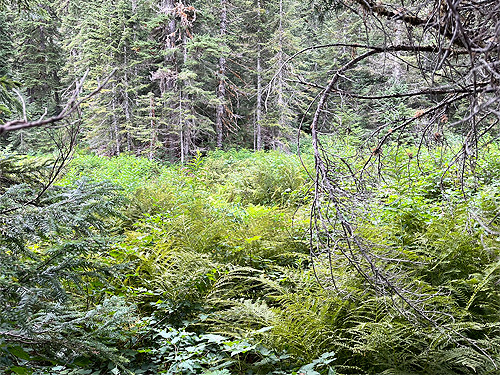 shrub "meadow", near Marten Lake Creek, Whatcom County, Washington