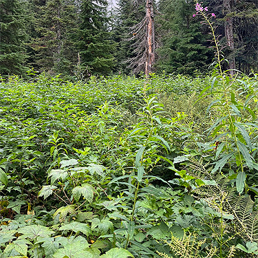 shrub "meadow", near Marten Lake Creek, Whatcom County, Washington