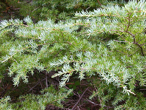 Tsuga mertensiana mountain hemlock foliage, near Marten Lake Creek, Mt. Baker, Whatcom County, Washington