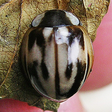 coccinellid beetle Mulsantina picta, near Marten Lake Creek, Mt. Baker, Whatcom County, Washington