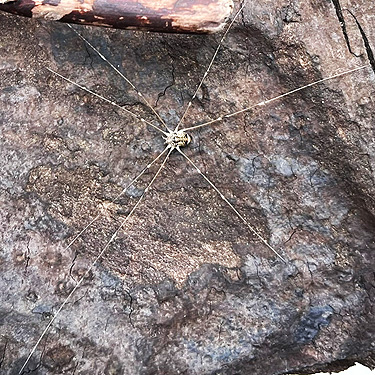 Nelima paessleri harvestman, near Marten Lake Creek, Whatcom County, Washington