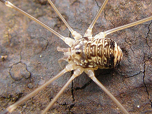 Nelima paessleri harvestman, near Marten Lake Creek, Whatcom County, Washington