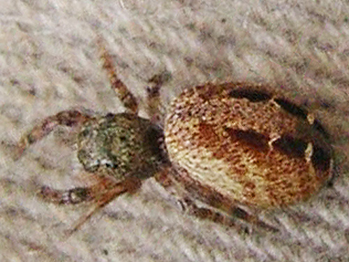 jumping spider Pelegrina aeneola, near Marten Lake Creek, Mt. Baker, Whatcom County, Washington