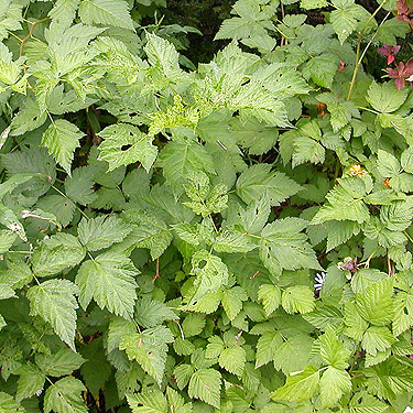 salmonberry foliage, near Marten Lake Creek, Whatcom County, Washington